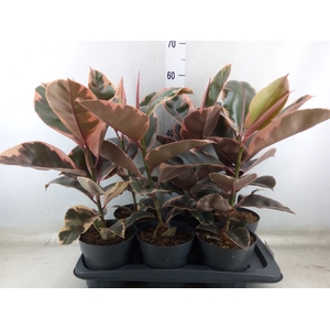 Ficus elastica 'Belize'
