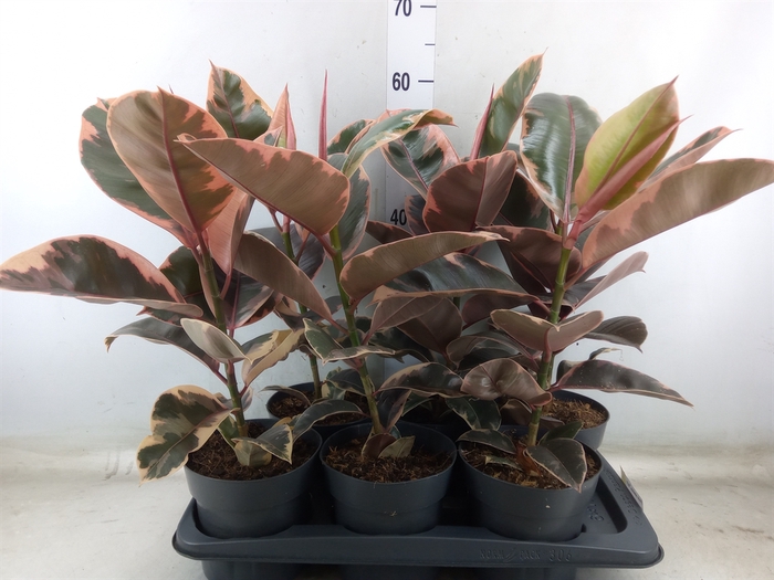 <h4>Ficus elastica 'Belize'</h4>