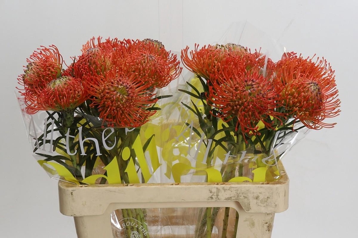 <h4>Nutans Succession</h4>