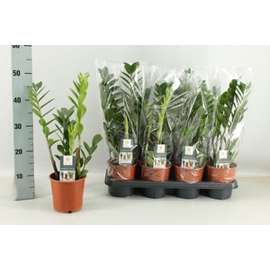 .Zamioculcas zamiifolia