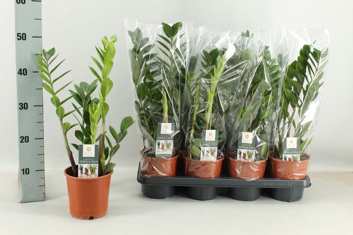 <h4>.Zamioculcas zamiifolia</h4>