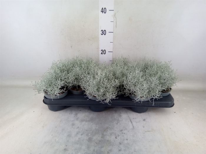 <h4>Leucophyta brownii</h4>