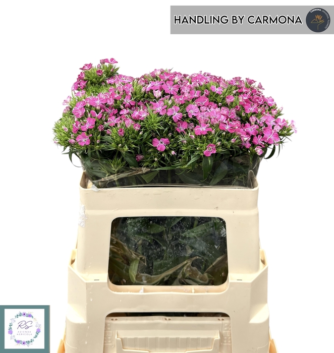 <h4>DI BARB AM ROSE</h4>