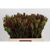 Leucadendron Senorita Spray