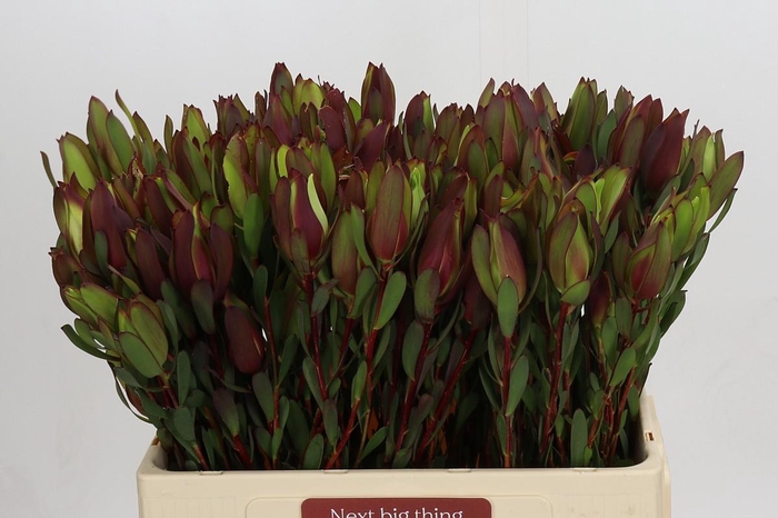 <h4>Leucadendron Senorita Spray</h4>