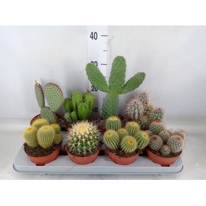 Cactus   ...mix