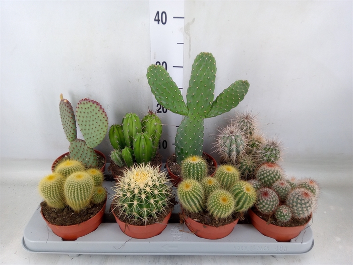 <h4>Cactus   ...mix</h4>