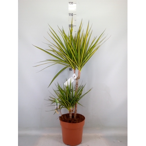 Dracaena marg. 'Sunray'