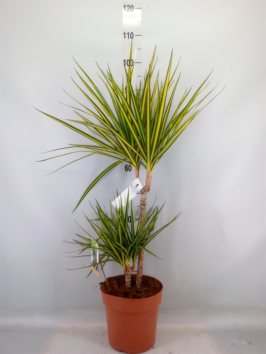 <h4>Dracaena marg. 'Sunray'</h4>