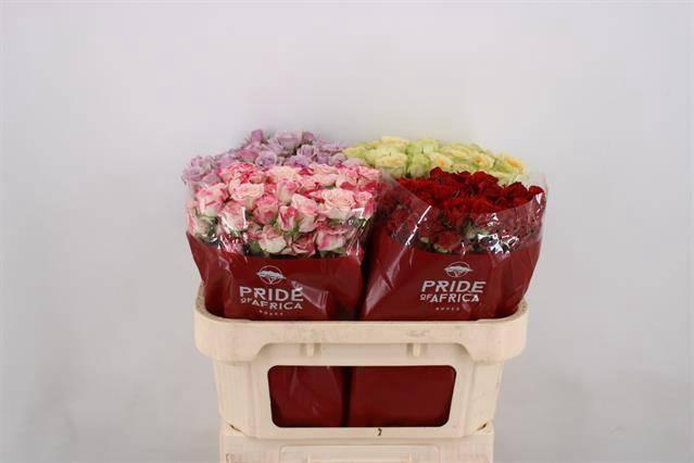 <h4>Rosa spray mix rainbow (mixbunch)</h4>
