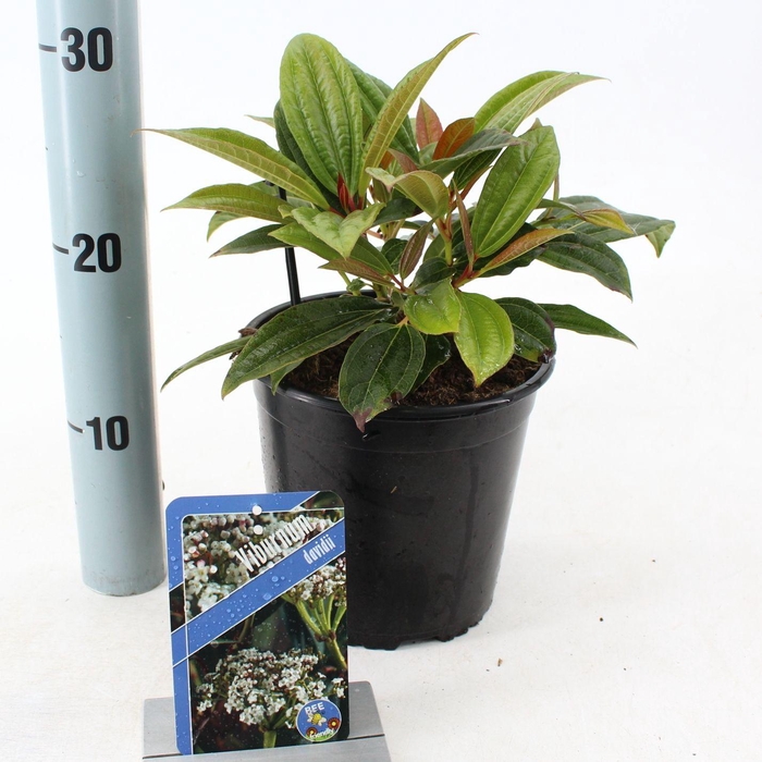 <h4>Viburnum davidii</h4>