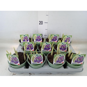 Iris reticulata 'Purple Gem'