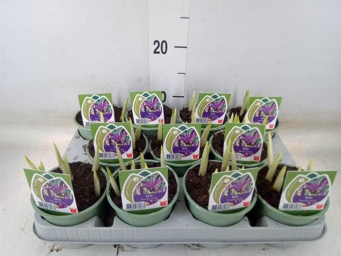 <h4>Iris reticulata 'Purple Gem'</h4>