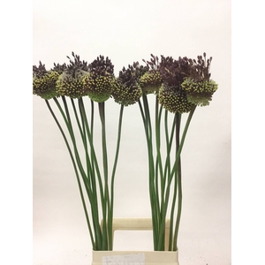 ALLIUM RED MOHICAN