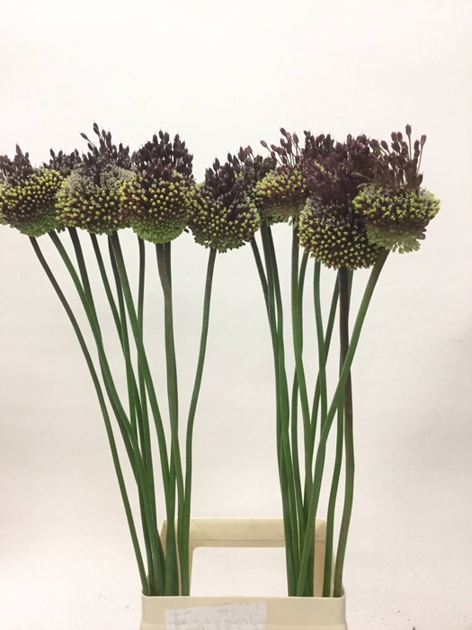 ALLIUM RED MOHICAN