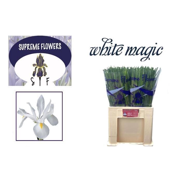 <h4>IRIS WHITE MAGIC</h4>