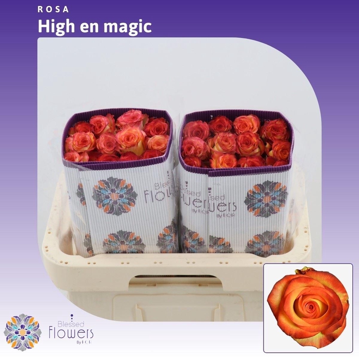 <h4>Rosa gr High & Magic</h4>