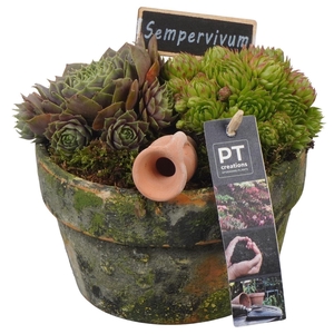 Arr. Sempervivum L%
