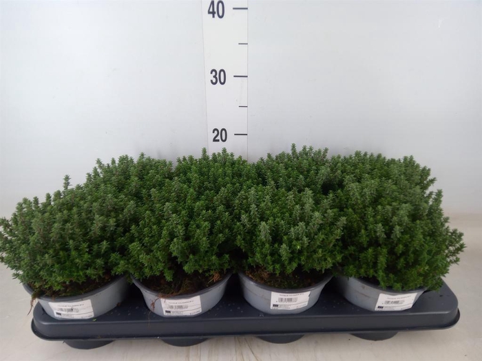 <h4>Thymus vulgaris</h4>
