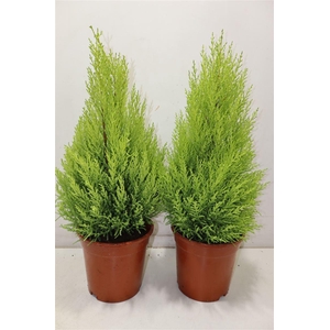 arr8 Cupr Ma Goldc Wilma