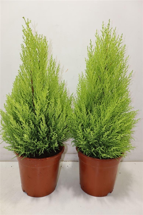 <h4>arr8 Cupr Ma Goldc Wilma</h4>