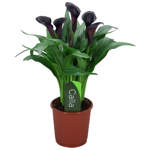 Zantedeschia Odessa Calla zwart met etiket