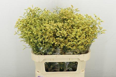 <h4>LIM G CERISE</h4>