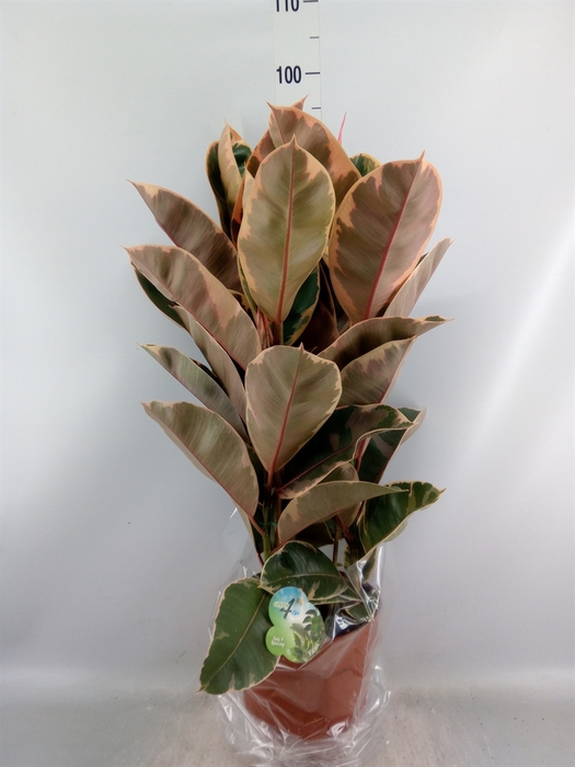 <h4>Ficus elastica 'Belize'</h4>