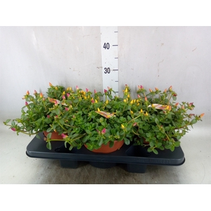 Portulaca   ...