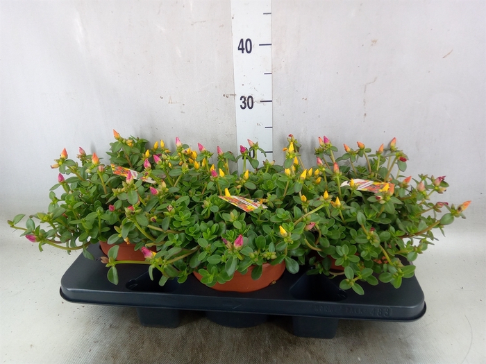 <h4>Portulaca   ...</h4>