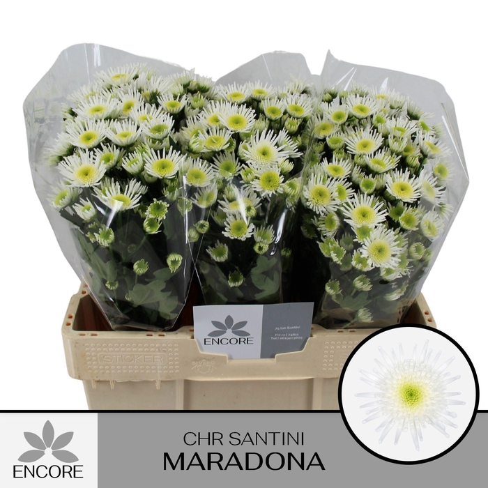 <h4>CHR S MARADONA</h4>