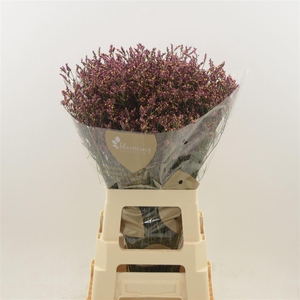 LIMONIUM SINENSE SCARLET DIAMOND#