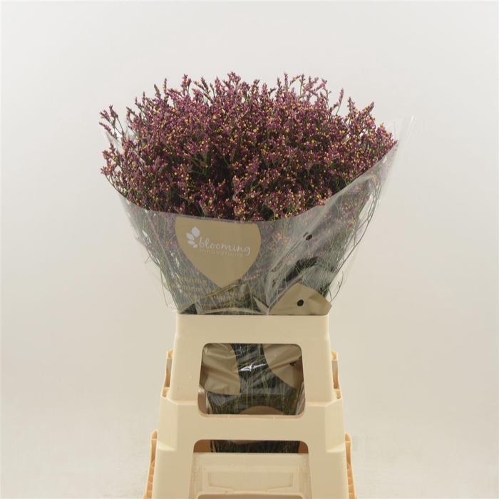 <h4>LIMONIUM SINENSE SCARLET DIAMOND#</h4>