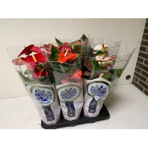 ANTHU AN GEM Gemengd