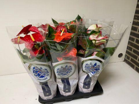 <h4>ANTHU AN GEM Gemengd</h4>