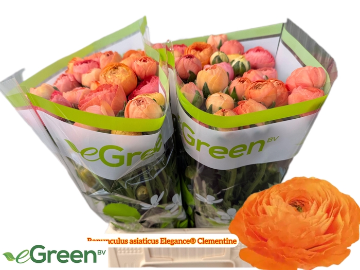 <h4>RANUNCULUS OV</h4>