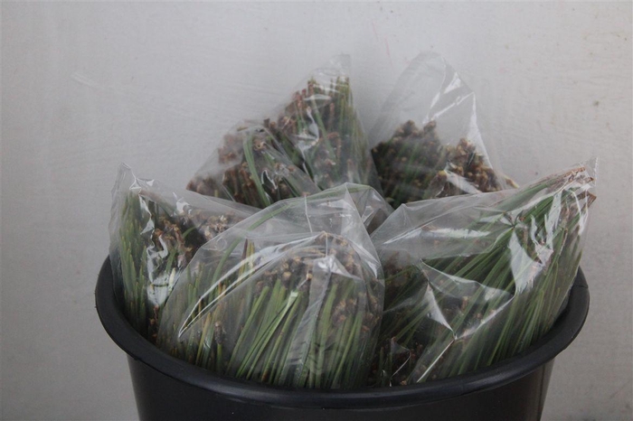 <h4>Dennen Needles Green P Bag</h4>