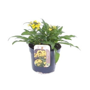 Erysimum Canaries Yellow
