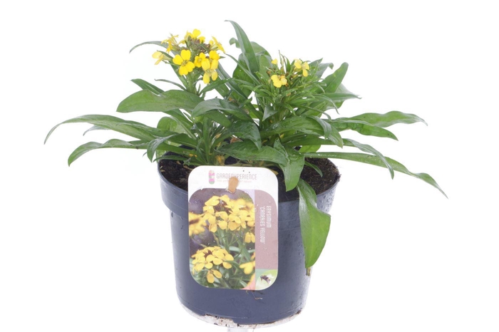 <h4>Erysimum Canaries Yellow</h4>