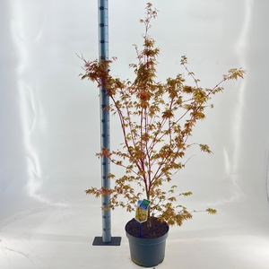 Acer pal. 'Sangokaku'