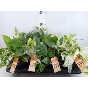 Epipremnum pinn.   HG