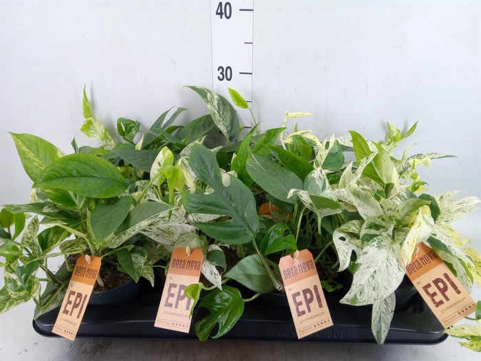 <h4>Epipremnum pinn. HG</h4>