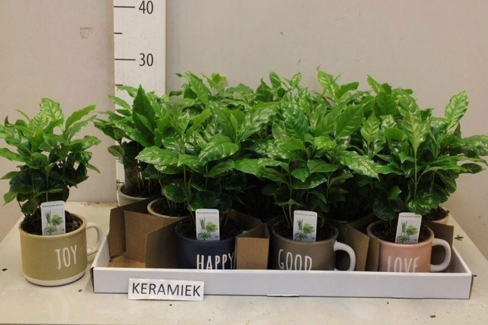 <h4>COFFEA ARABICA</h4>