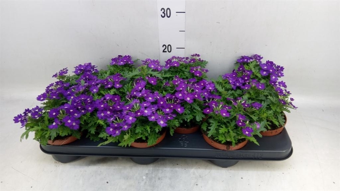 <h4>Verbena  'Rapunzel Violet'</h4>