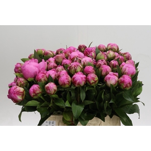 Paeonia Dr A Fleming