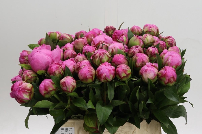 <h4>Paeonia Dr A Fleming</h4>
