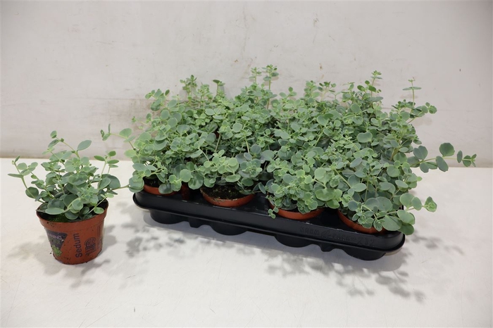 <h4>Sedum Sieboldii</h4>