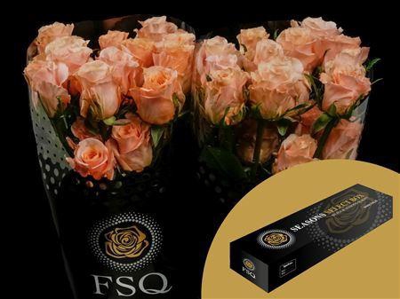 <h4>R Gr Shimmer</h4>