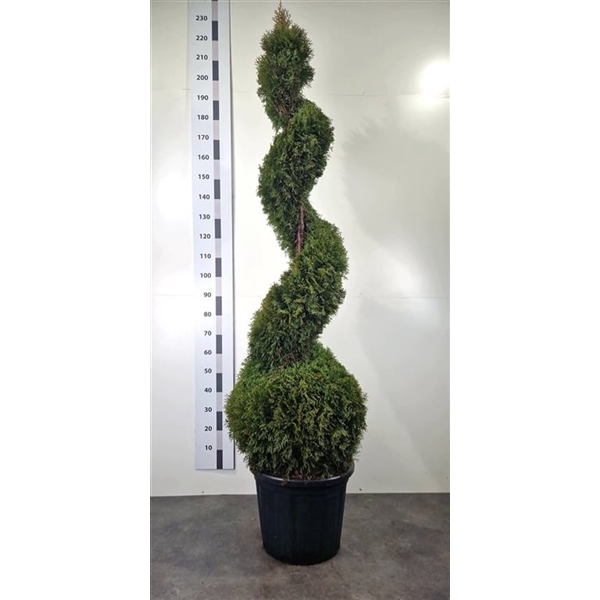 <h4>Thuja occ. 'Smaragd'</h4>