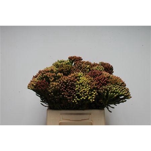 Kaaps Brunia Red Large